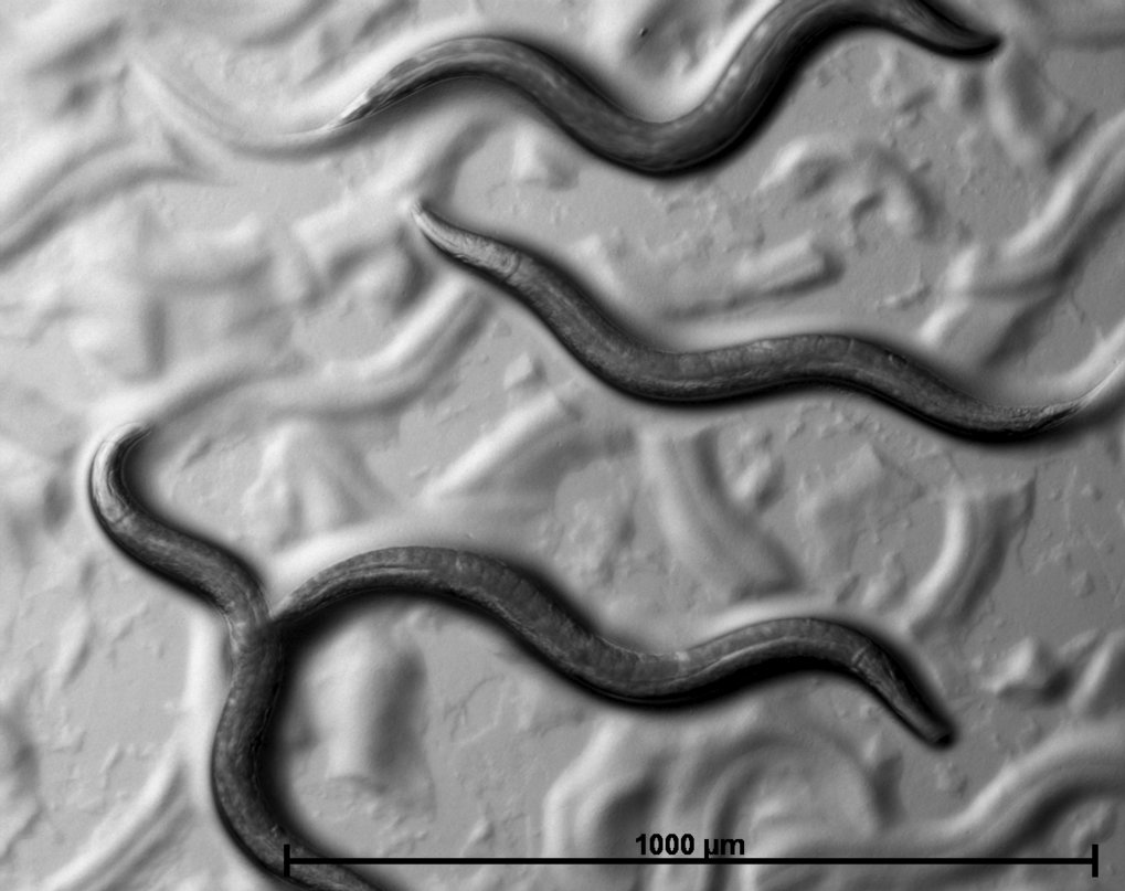 Nematodes are the most abundant animal group on Earth