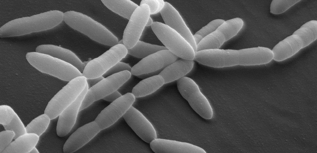 Humans and their gut microbes evolved together